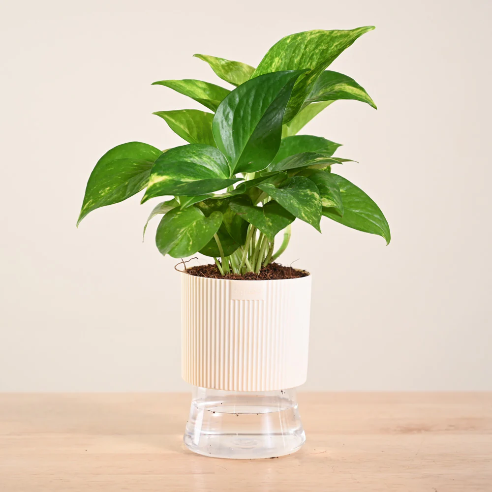 Product image 170