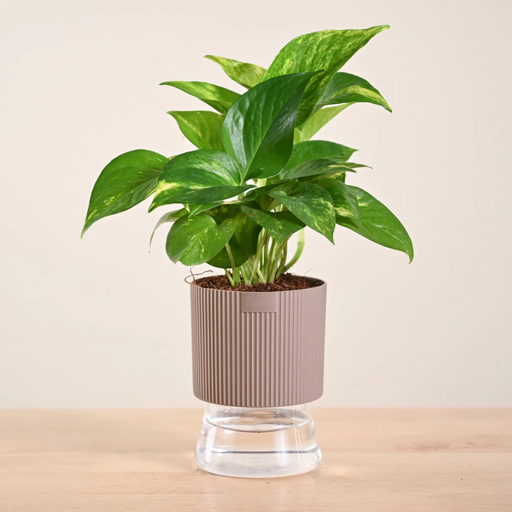 Product image 172