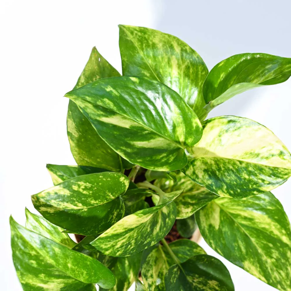 Product image 74