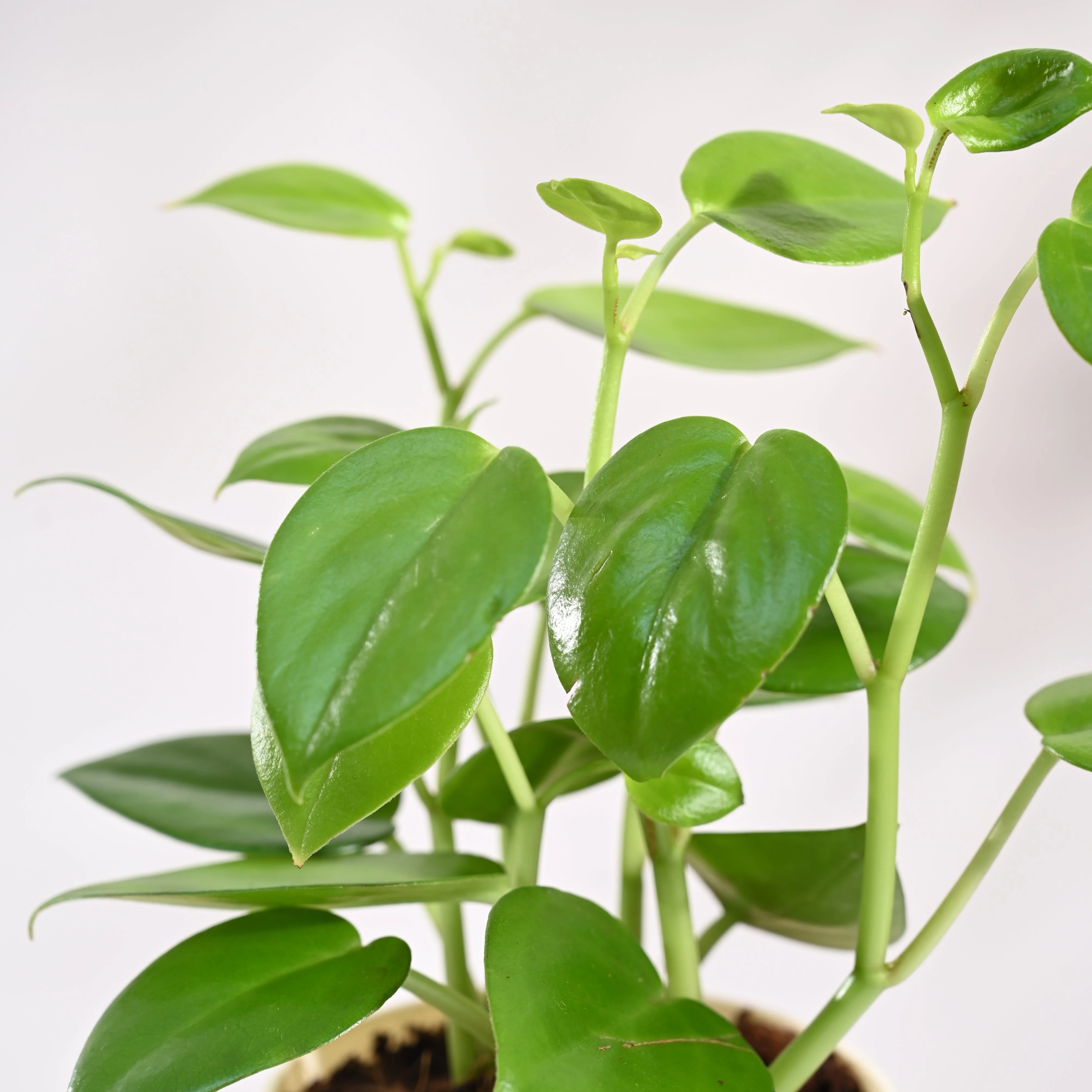 Product image 108
