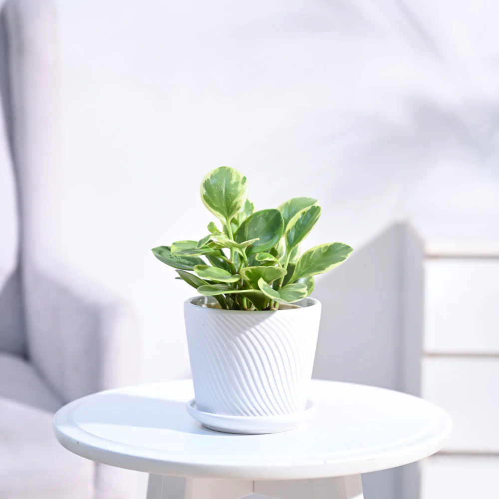 Product image 116
