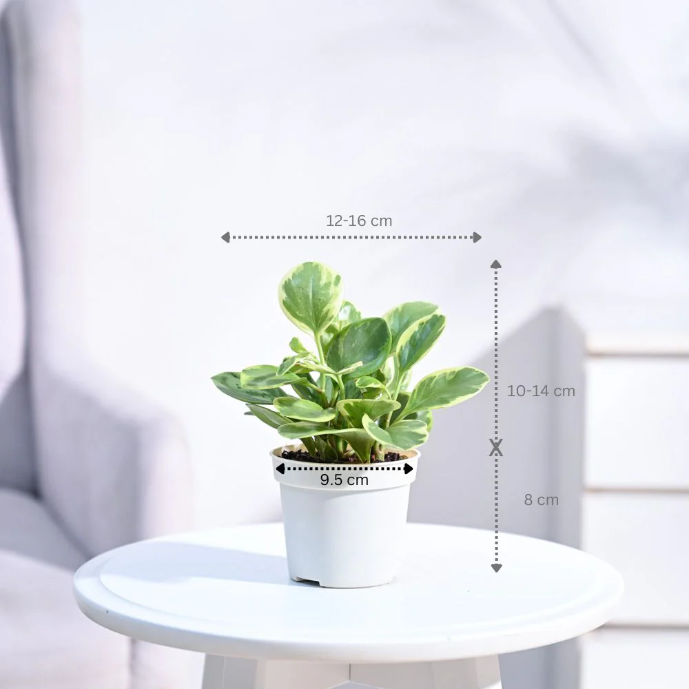 Product image 127