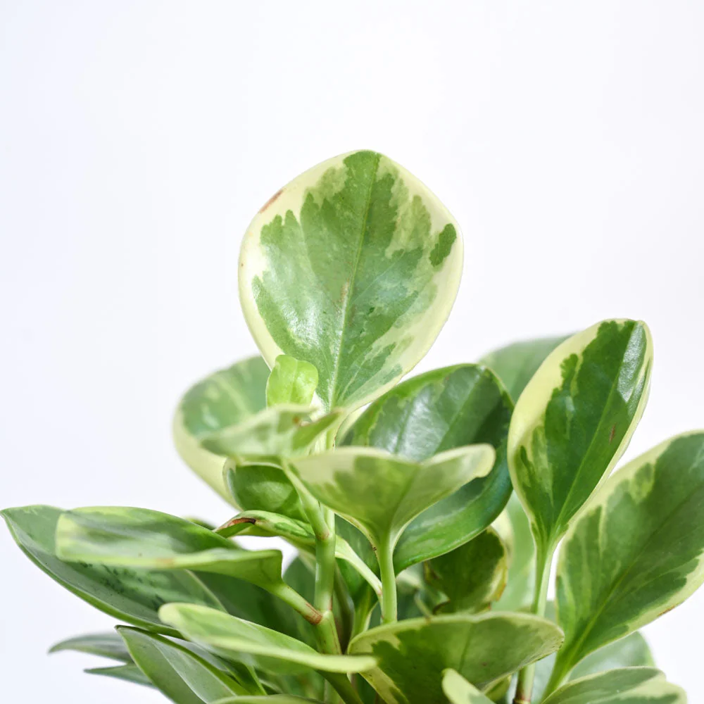 Product image 130