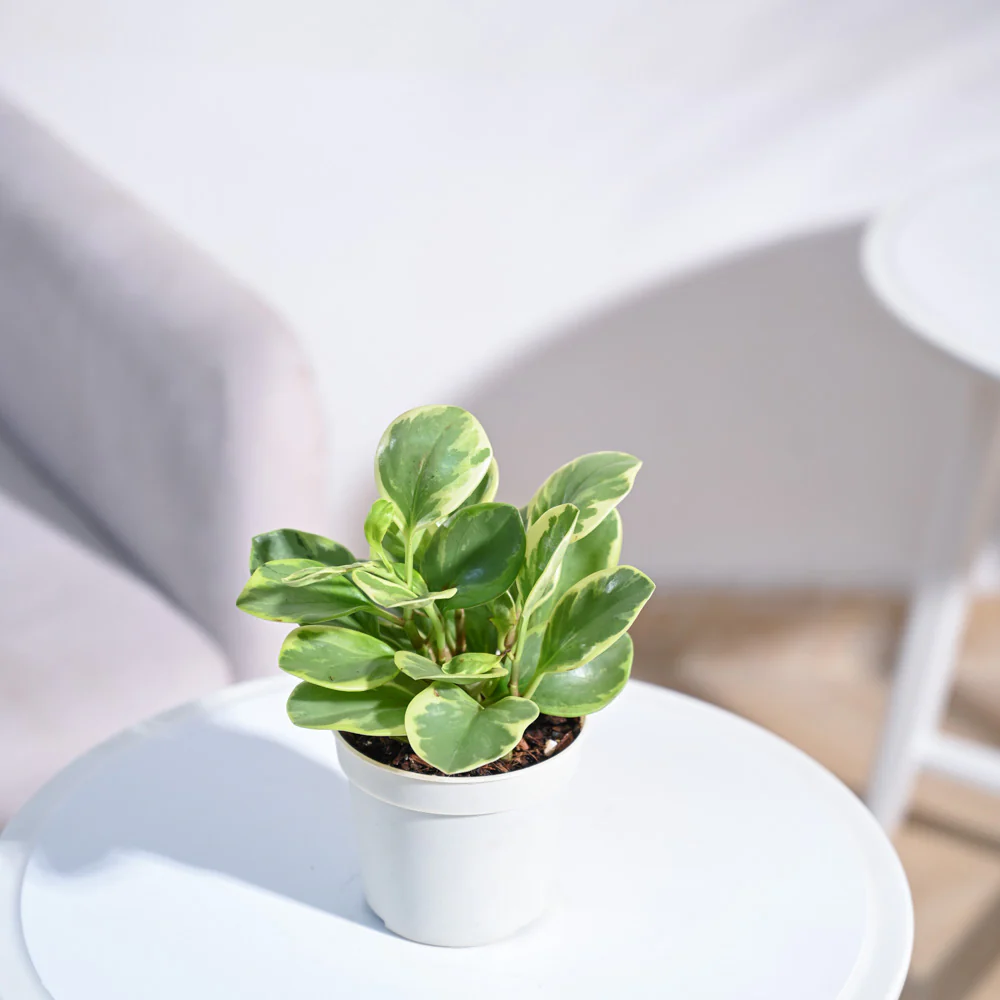 Product image 72