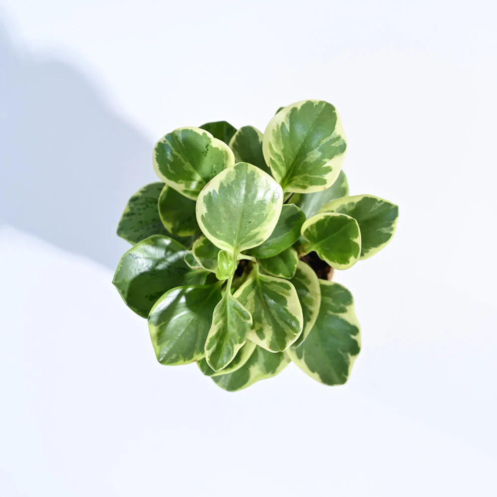 Product image 95
