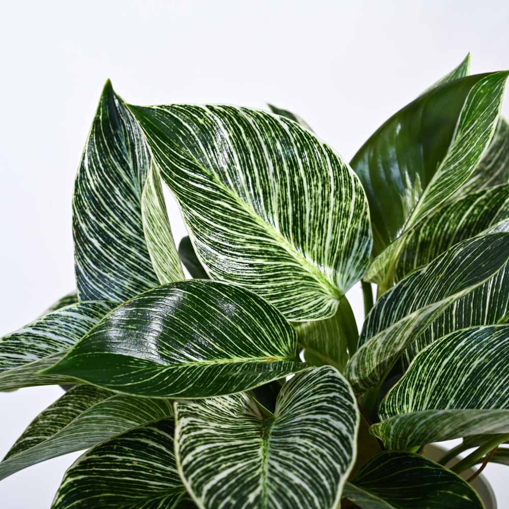 Product image 108