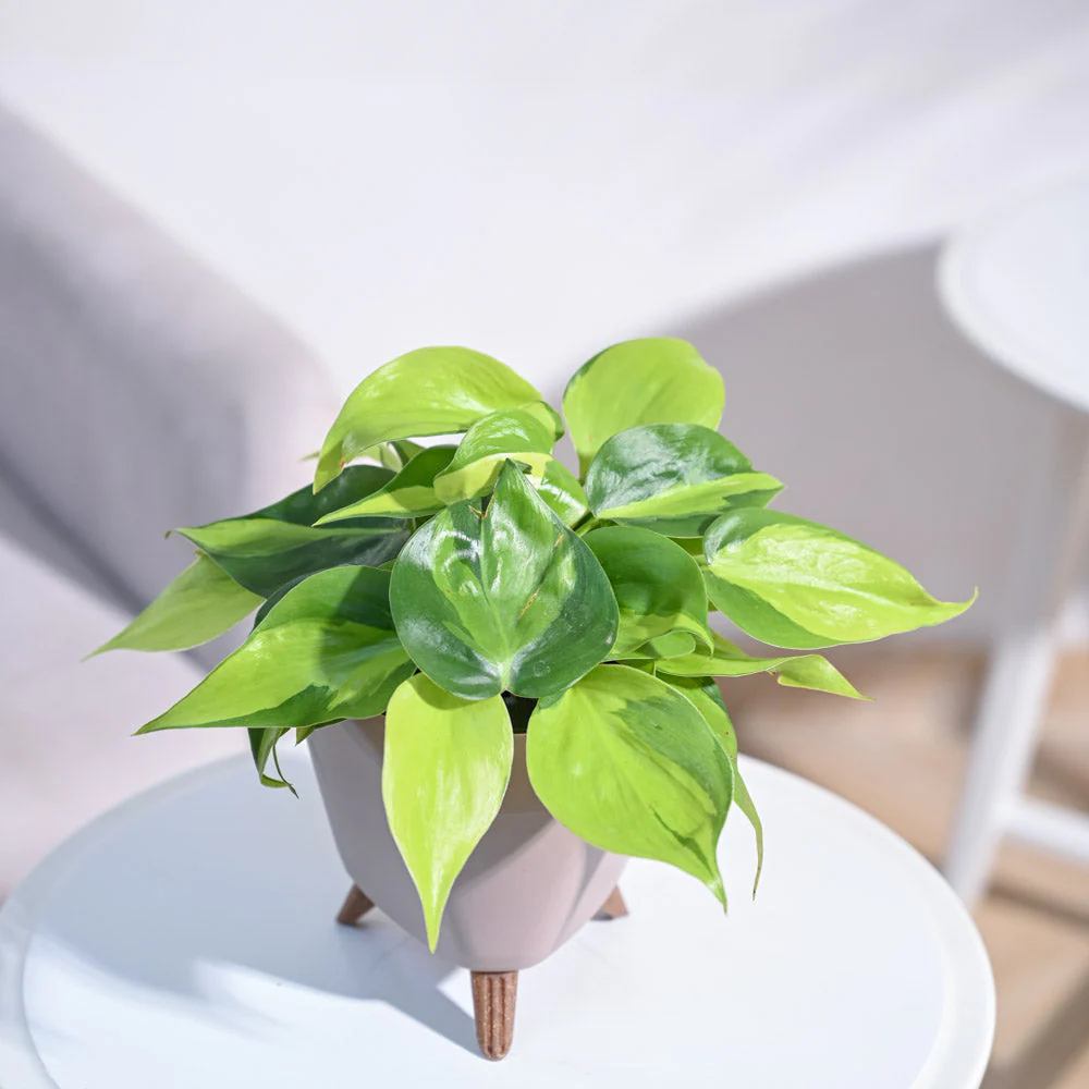 Product image 115