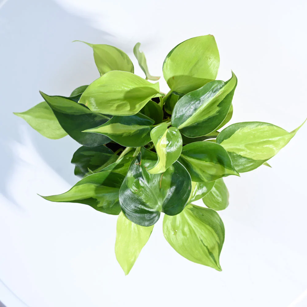 Product image 132