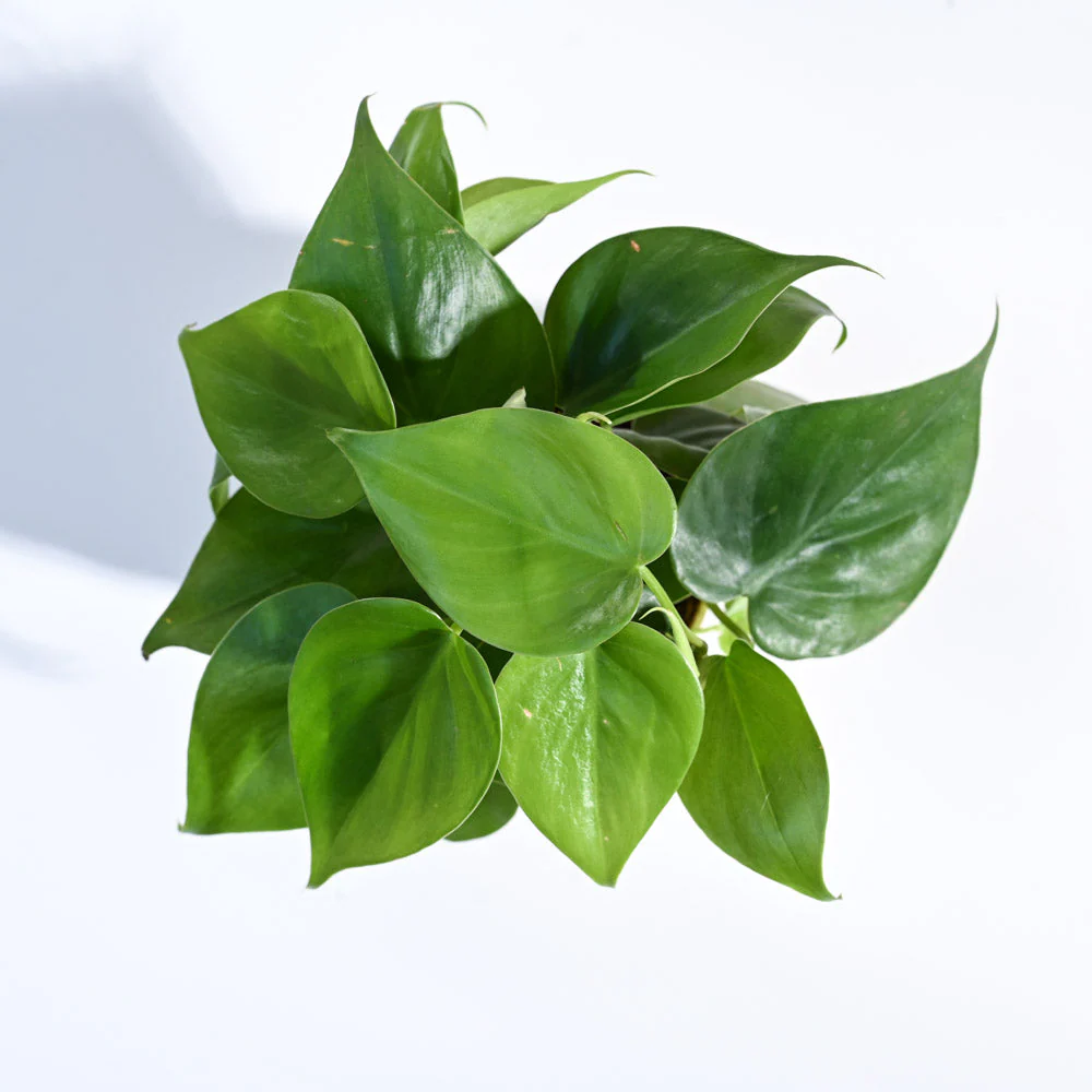 Product image 100