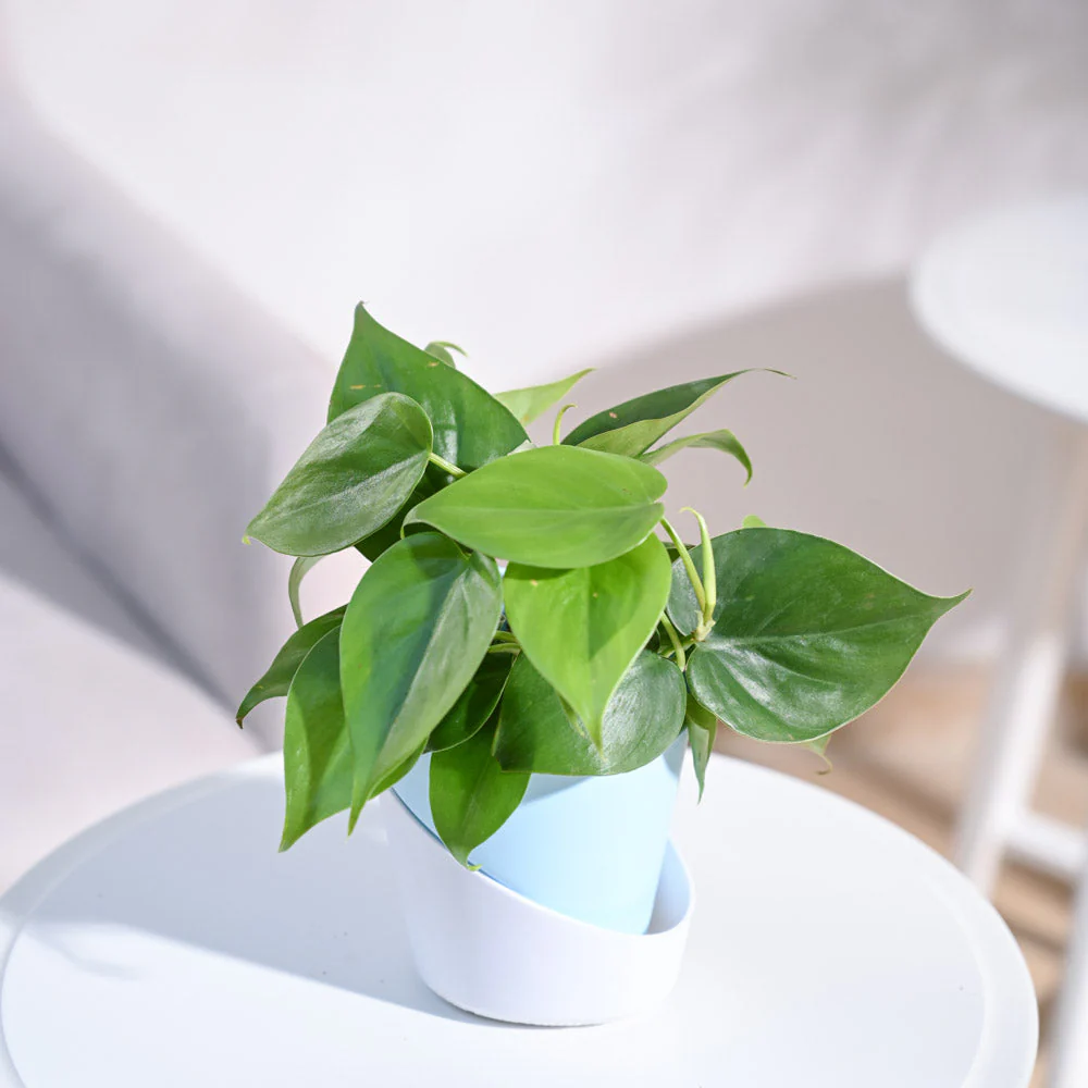Product image 89