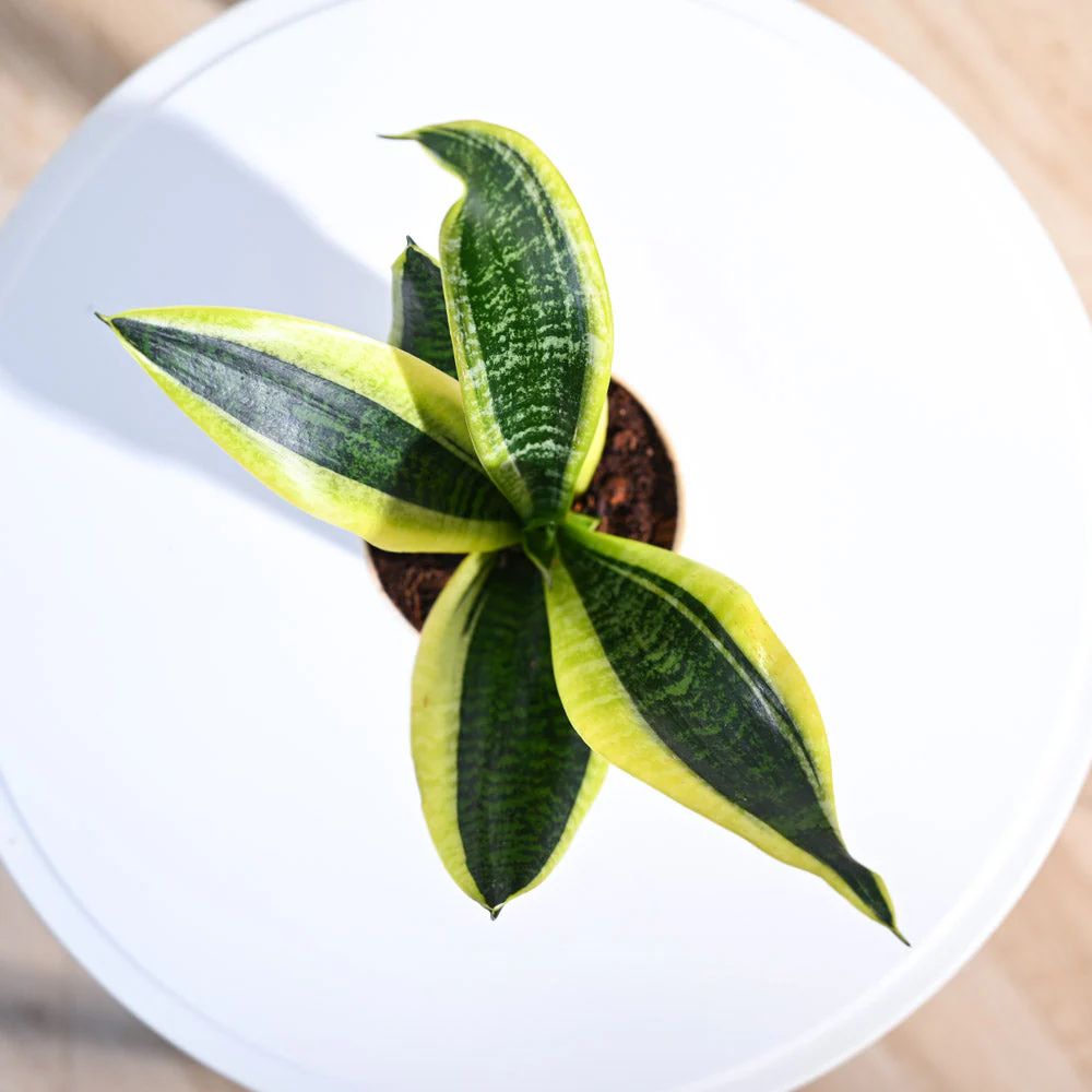 Product image 52