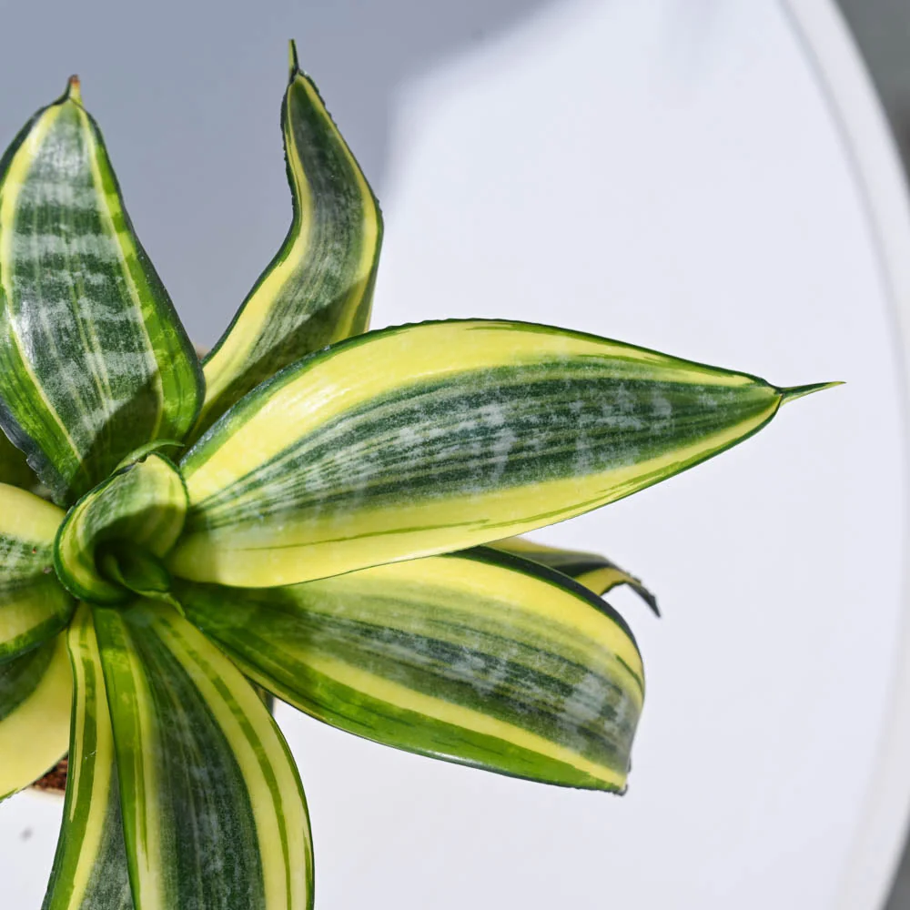 Product image 43