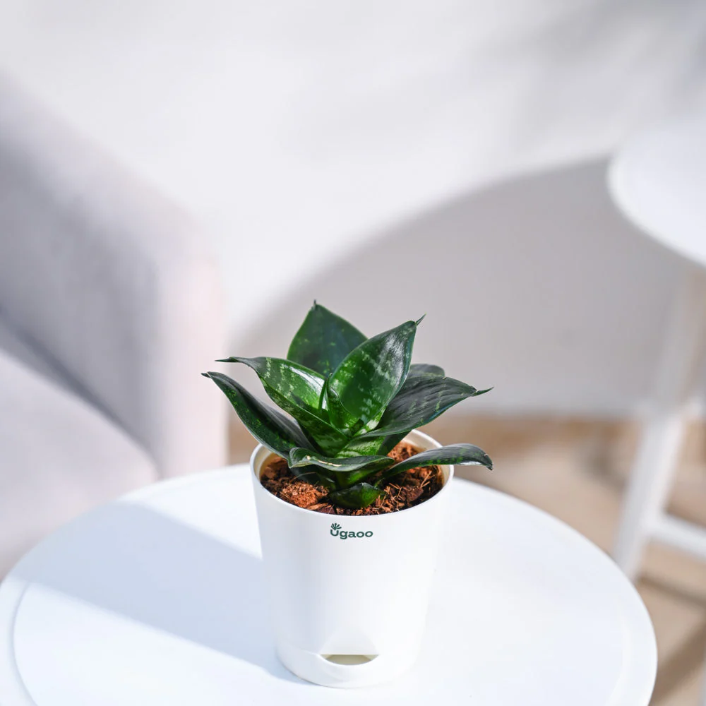 Product image 79