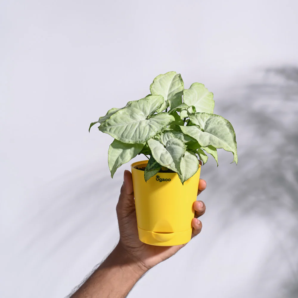 Product image 68