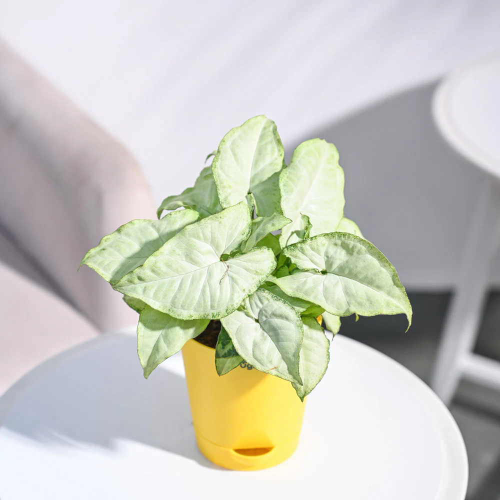 Product image 81