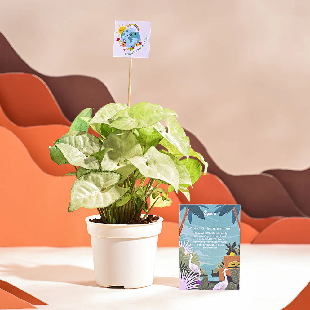 Product image 68
